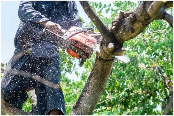 tree services Wright City